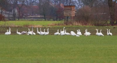 Kleine Zwanen - Bewick's Swans