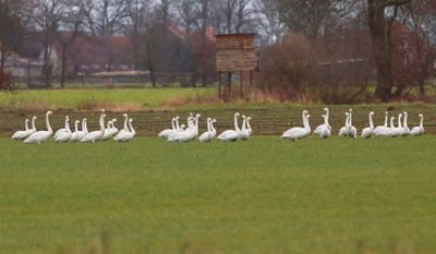 Kleine Zwanen - Bewick's Swans