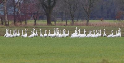 Kleine Zwanen - Bewick's Swans