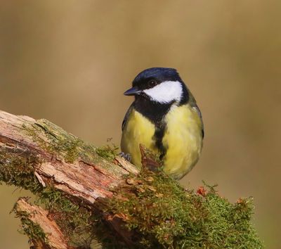 Koolmees - Great Tit
