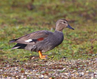 Krakeend - Gadwall