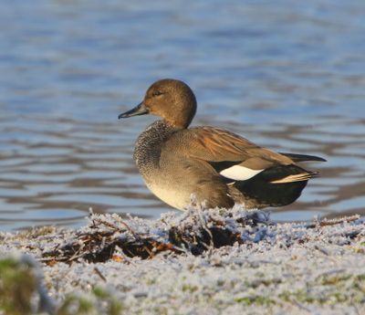 Krakeend - Gadwall