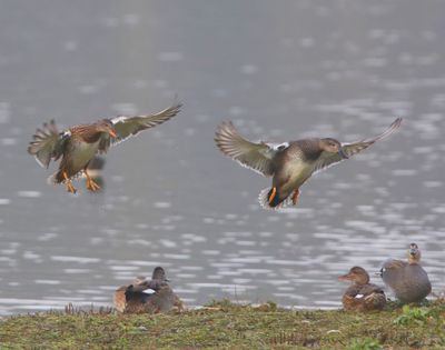 Krakeenden - Gadwalls