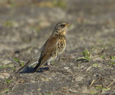 Kramsvogel - Fieldfare