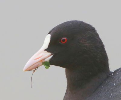 Meerkoet - Eurasian Coot
