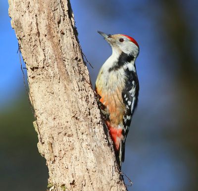 Middelste Bonte Specht - Middle Spotted Woodpecker