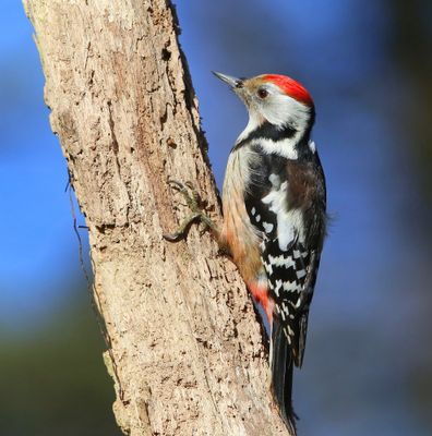 Middelste Bonte Specht - Middle Spotted Woodpecker