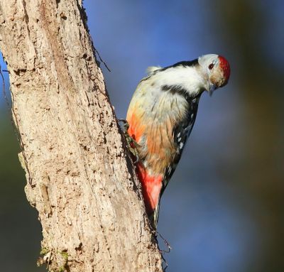 Middelste Bonte Specht - Middle Spotted Woodpecker