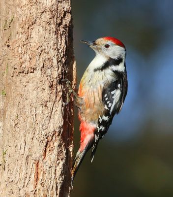 Middelste Bonte Specht - Middle Spotted Woodpecker