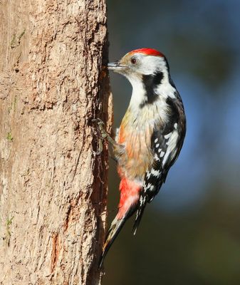 Middelste Bonte Specht - Middle Spotted Woodpecker