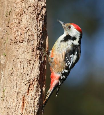 Middelste Bonte Specht - Middle Spotted Woodpecker