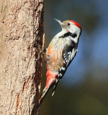 Middelste Bonte Specht - Middle Spotted Woodpecker