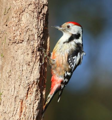 Middelste Bonte Specht - Middle Spotted Woodpecker