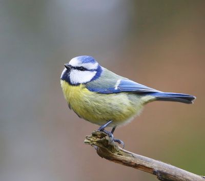 Pimpelmees - Blue Tit