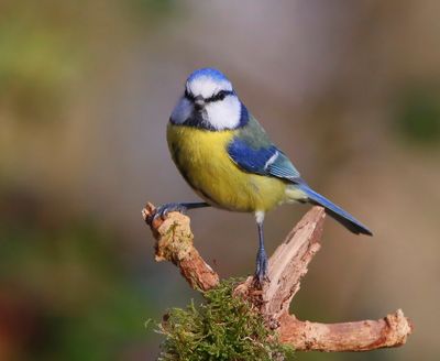 Pimpelmees - Blue Tit