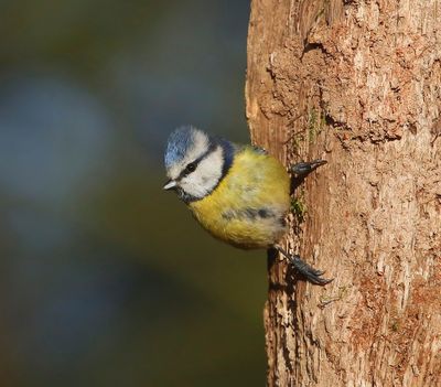 Pimpelmees - Blue Tit
