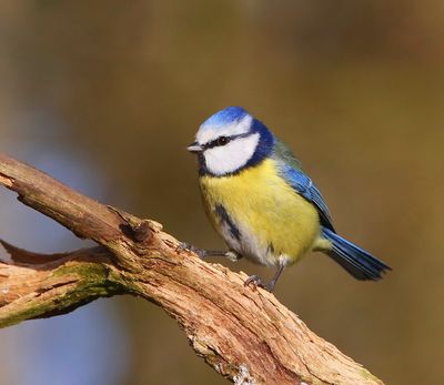 Pimpelmees - Blue Tit