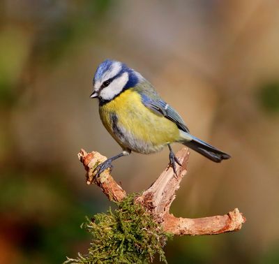 Pimpelmees - Blue Tit
