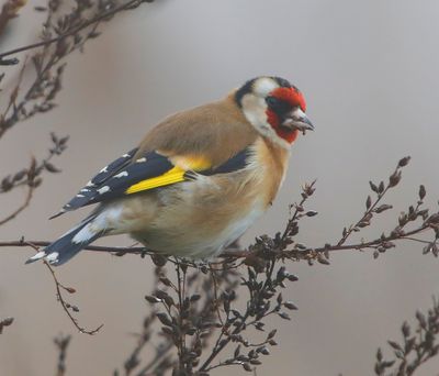 Putter - European Goldfinch