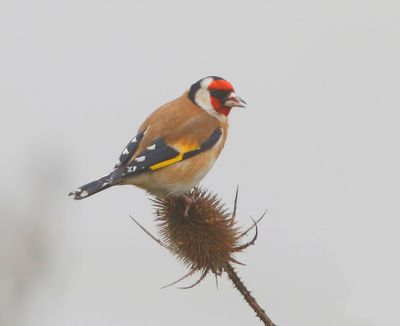 Putter - European Goldfinch