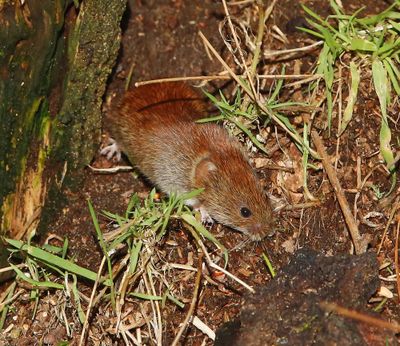 Rosse Woelmuis - Red Vole