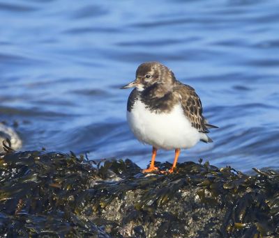 Steenloper - Ruddy Turnstone