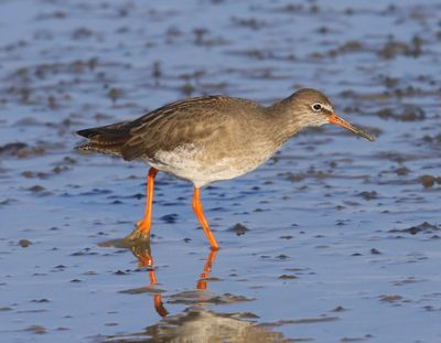 Tureluur - Common Redshank