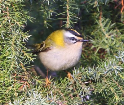 Vuurgoudhaan - Firecrest