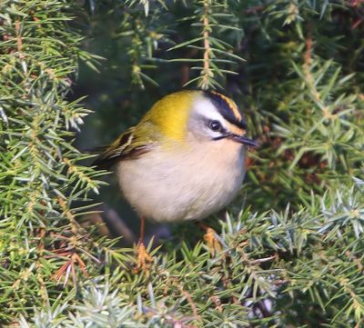 Vuurgoudhaan - Firecrest