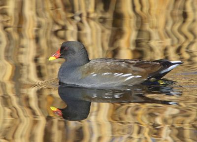 Waterhoen - Common Moorhen