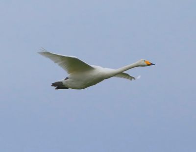Wilde Zwaan - Whooper Swan