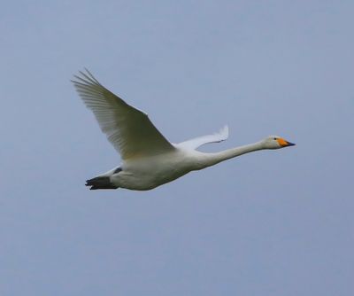 Wilde Zwaan - Whooper Swan