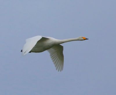 Wilde Zwaan - Whooper Swan