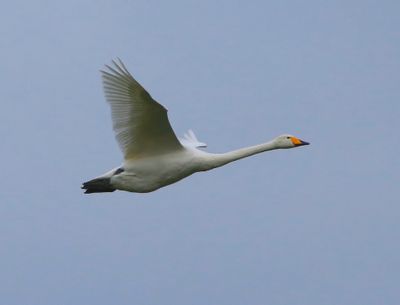 Wilde Zwaan - Whooper Swan