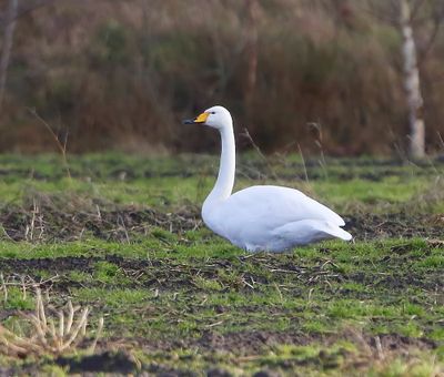 Wilde Zwaan - Whooper Swan
