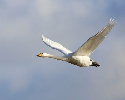Wilde Zwaan - Whooper Swan