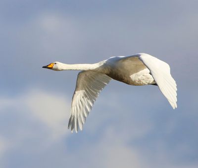 Wilde Zwaan - Whooper Swan