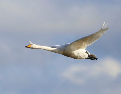 Wilde Zwaan - Whooper Swan