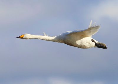 Wilde Zwaan - Whooper Swan