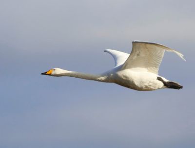 Wilde Zwaan - Whooper Swan