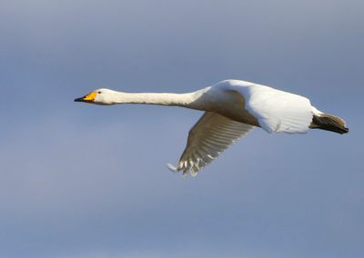Wilde Zwaan - Whooper Swan