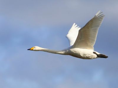 Wilde Zwaan - Whooper Swan