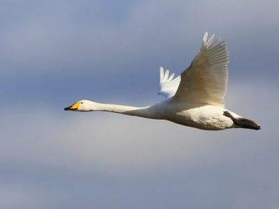Wilde Zwaan - Whooper Swan