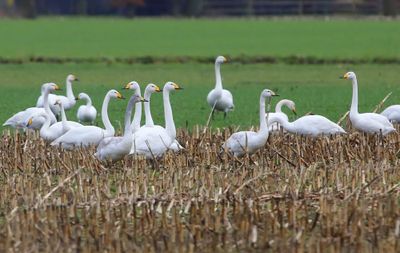 Wilde Zwanen - Whooper Swans