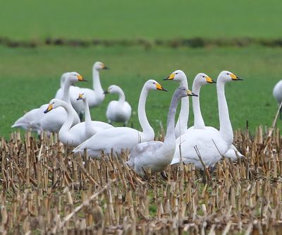 Wilde Zwanen - Whooper Swans