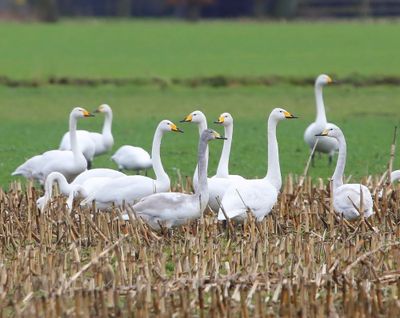 Wilde Zwanen - Whooper Swans