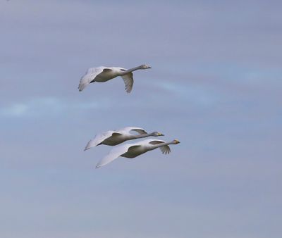 Wilde Zwanen - Whooper Swans