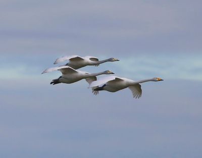 Wilde Zwanen - Whooper Swans