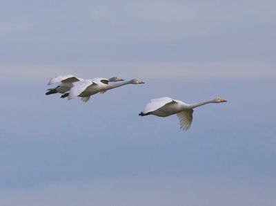 Wilde Zwanen - Whooper Swans