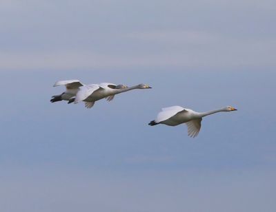 Wilde Zwanen - Whooper Swans